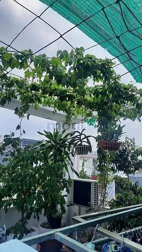 Hình ảnh Nhà Lạc Long Quân, Tân Bình, HXH, chỉ 5.2 tỷ