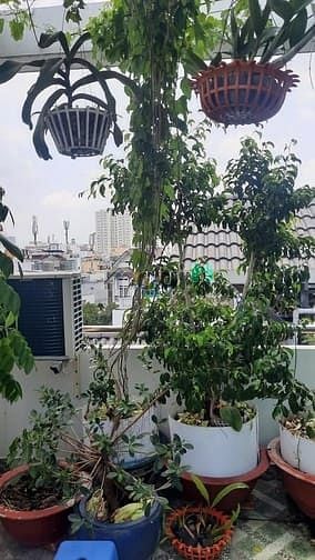 Hình ảnh Nhà Lạc Long Quân, Tân Bình, HXH, chỉ 5.2 tỷ