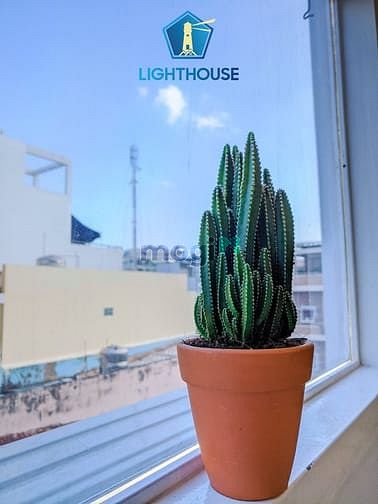 Hình ảnh CĂN HỘ DUPLEX đẹp có nội thất ĐINH TIÊN HOÀNG MỚI 100%