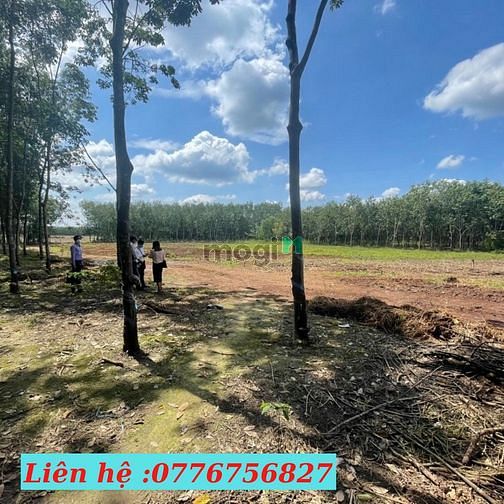 Hình ảnh HOT !!! đất Tân Thành Đồng Xoài, Giá Đầu tư, sổ sẵn
