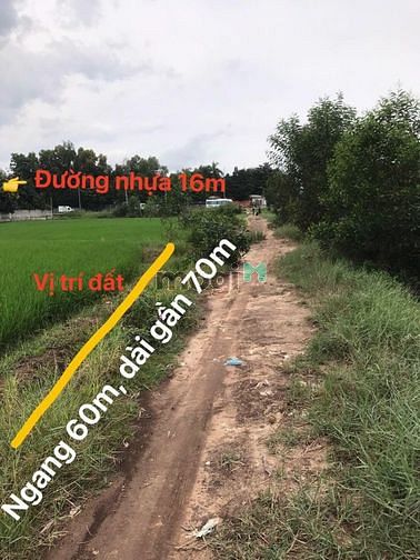 Hình ảnh Bán đất 1 xẹc TL8 Củ Chi, 4000m2, Giá: 2,7tr/m2