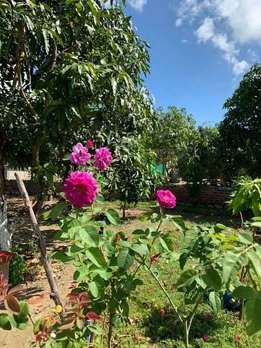 Hình ảnh Cần bán gấp thửa đất mt duyên hải, dt: 1763m2, huyện cần giờ.