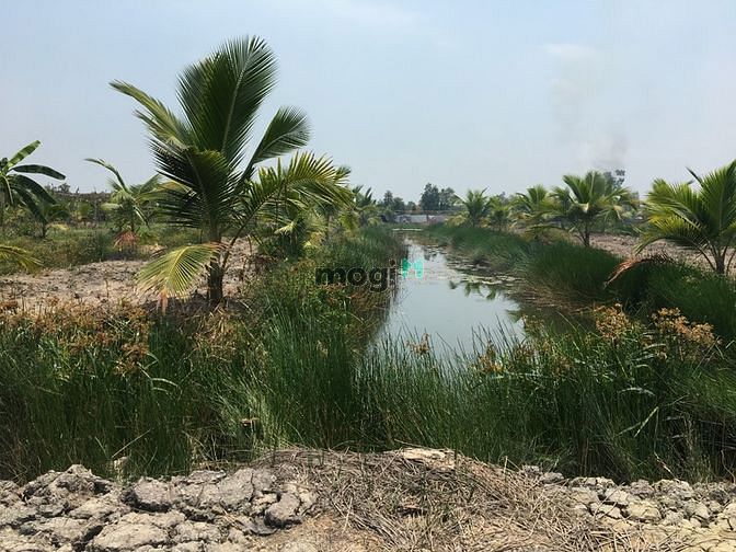 Hình ảnh Bán công đất vườn 2 MT giá siêu rẻ