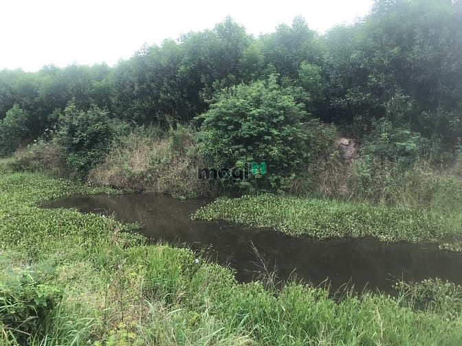 Hình ảnh 7 hecta 6. Tân thắng Bình thuận giá 3 tỷ 2/ ha.