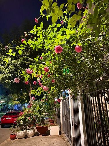 Hình ảnh Cho thuê Biệt thự đẹp khu Lakeview Quận 2