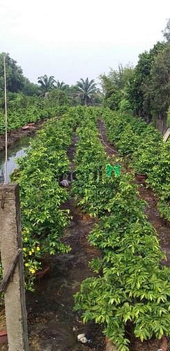 Hình ảnh Bình Chánh, xã Bình Lợi, Bán Đất NN, 18x59m 1035m2, Chỉ 2.8 tỷ