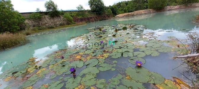 Hình ảnh Cần bán gấp 521m2, ngang 24m. Giá 2,2 tỷ