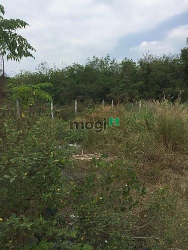 Hình ảnh Cần bán lô đất full thổ cư đường 490 Phạm văn Cội