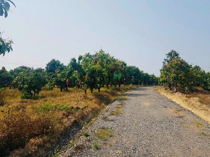 Hình ảnh Bán 3000m2 đất vườn xoài, DT(60x50) đã có sổ