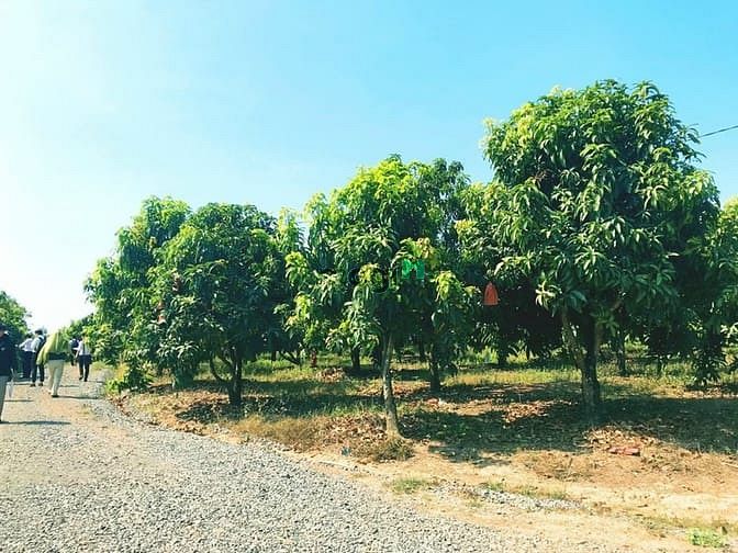Hình ảnh Bán 3000m2 đất vườn xoài, DT(60x50) đã có sổ