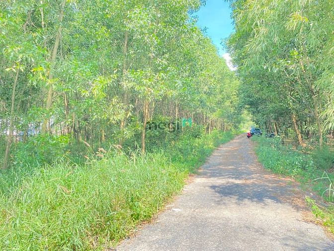 Hình ảnh “Cực Hót” Lô Đất Sào Phước Bình có 50m2 Thổ Cư, 1361m2 Đất, Sổ Hồng