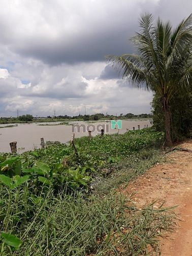 Hình ảnh Bán đất mặt tiền đê bao sông sài gòn bình dương