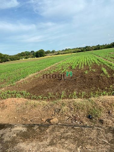 Hình ảnh Em cần bán gấp lô đất Sông Trầu