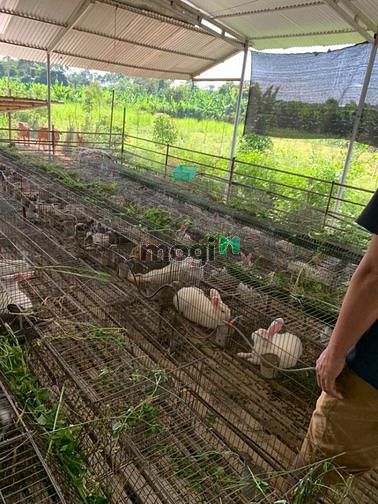 Hình ảnh Nhà vườn đẹp 2017m2 xã Thanh Bình 2,25ty