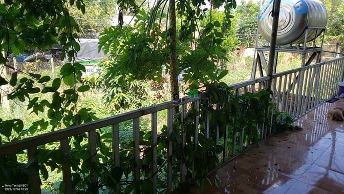 Hình ảnh Nhà vườn đẹp 2017m2 xã Thanh Bình 2,25ty