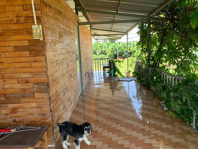 Hình ảnh Nhà vườn đẹp 2017m2 xã Thanh Bình 2,25ty