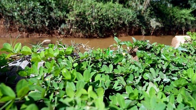 Hình ảnh Nghĩ dưỡng giữa rừng không khí siêu mát mẻ