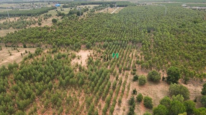 Hình ảnh Lô đất 9661,7m2 có sẵn keo tràm - Cách ĐT 716 400m