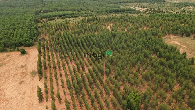Hình ảnh Lô đất 9661,7m2 có sẵn keo tràm - Cách ĐT 716 400m