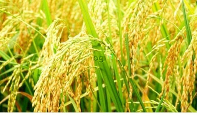 Hình ảnh Bán đất lúa sự án làng đại học liền kề sân golf
