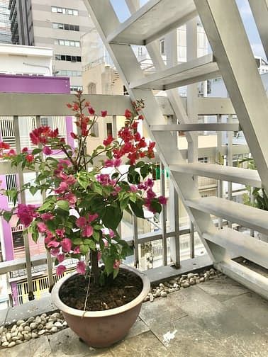 Hình ảnh 🏠Duplex- Studio- BAN CÔNG Full NT xinh xắn✨ CHỈ TÍNH ĐIỆN⚡️