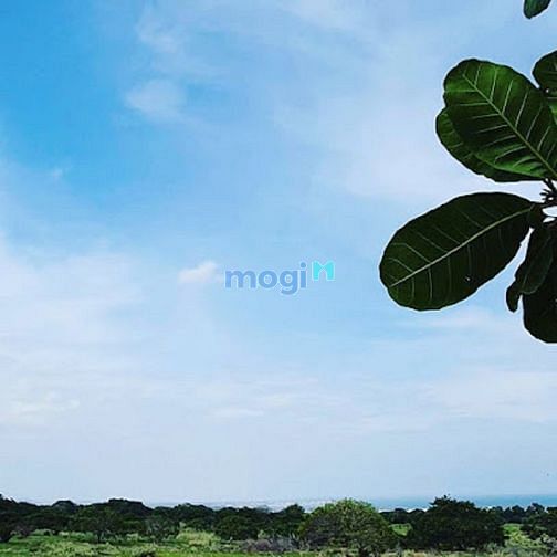 Hình ảnh Bán đất biển hoà thắng cạnh bàu trắng quy hoạch đất thổ cư chỉ 1,2 tỷ