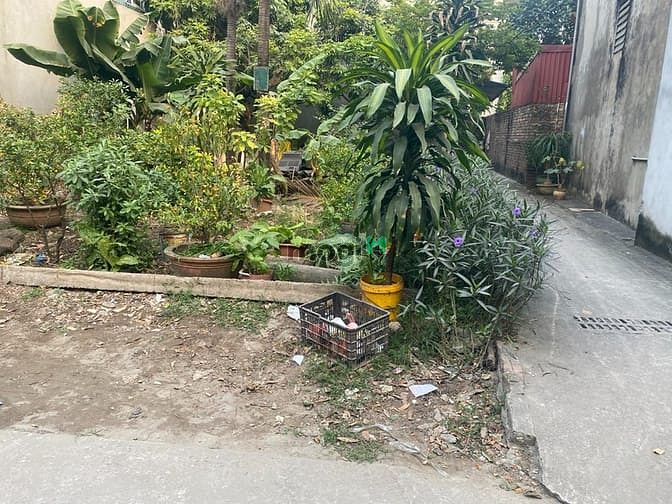 Hình ảnh Chính chủ cần bán gấp 36,5m đất đối diện trường tiểu học Long Biên