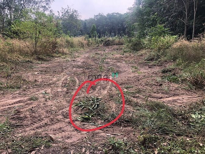 Hình ảnh Bán đất Long Hoà, Dầu Tiếng, DT: 6x50, TC100m2, SHR, giá 690 triệu