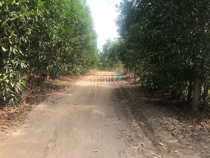 Hình ảnh Đất 1 Ha 2 ven biển Tân Thắng Bình Thuận giá 15 tỷ