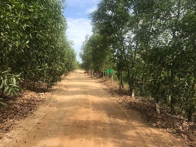 Hình ảnh Đất 1 Ha 2 ven biển Tân Thắng Bình Thuận giá 15 tỷ