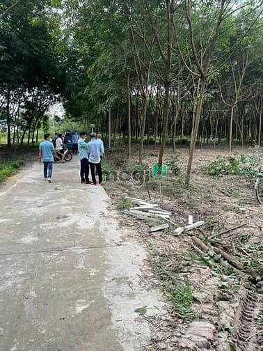 Hình ảnh Chính chủ cần bán 350m2 đất ở Chánh Phú Hòa, TX. Bến Cát, BD
