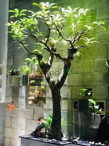 Hình ảnh Bán nhà cực đẹp Thành Mỹ P8 Tân Bình 250m2 chỉ 6.5 tỷ