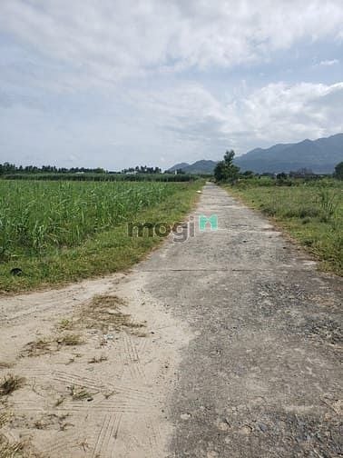 Hình ảnh Cần bán  lô đất  Thôn Quảng Hòa , xã Cam Thành Nam , Tp Cam Ranh,KH