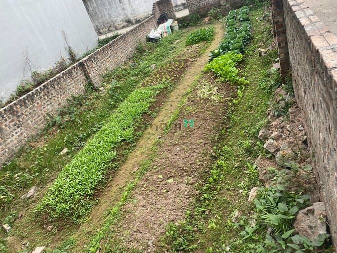 Hình ảnh Bán 70,5m đất Bát Khối, Cự Khối, ngay cạnh chợ Cự Khối