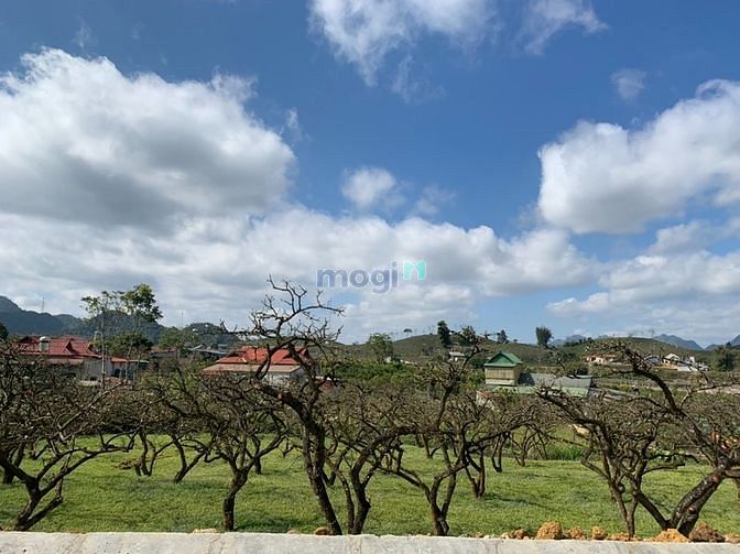 Hình ảnh Bán gấp lô đất vườn Đào, Mộc Châu, 580m2, MT 24m