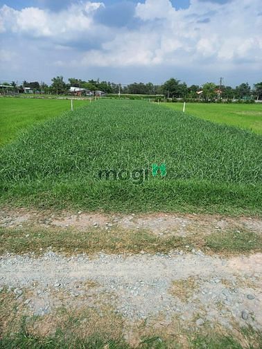 Hình ảnh Đất Thổ Cư siêu rẻ 1000m2, SHR