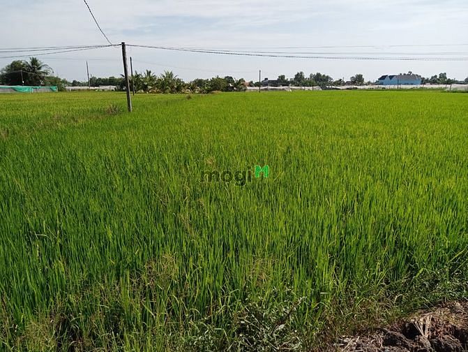 Hình ảnh Bán đất trồng lúa cách Bình Chánh 15 km xã Long Khê, Cần Đước, Long An
