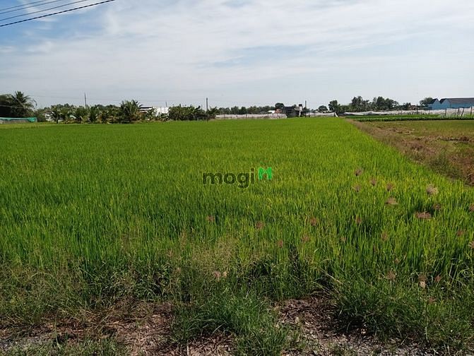 Hình ảnh Bán đất trồng lúa cách Bình Chánh 15 km xã Long Khê, Cần Đước, Long An
