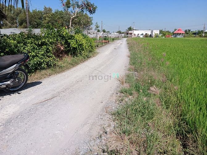 Hình ảnh Bán đất trồng lúa cách Bình Chánh 15 km xã Long Khê, Cần Đước, Long An