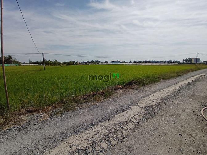 Hình ảnh Bán đất trồng lúa cách Bình Chánh 15 km xã Long Khê, Cần Đước, Long An