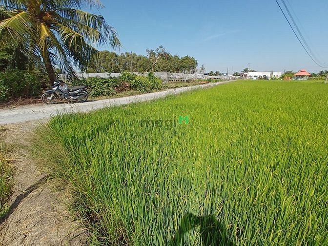 Hình ảnh Bán đất trồng lúa cách Bình Chánh 15 km xã Long Khê, Cần Đước, Long An