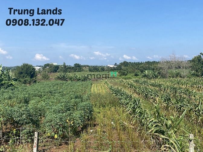 Hình ảnh Bán 2000 m2 đất xã Bình Ba,view hồ Đá Đen Châu Đức,BRVT giá 4 tỷ.