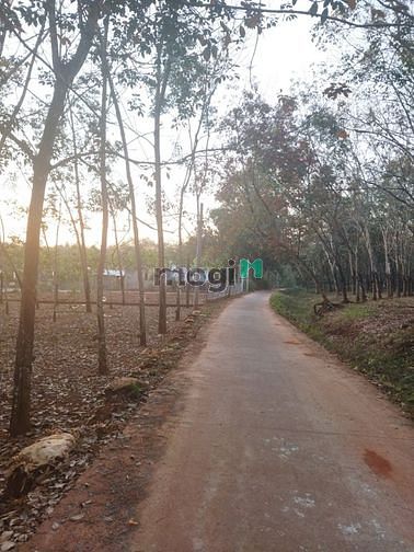 Hình ảnh Bán 8 Sào Đất Phước An Hớn Quản Bình Phước