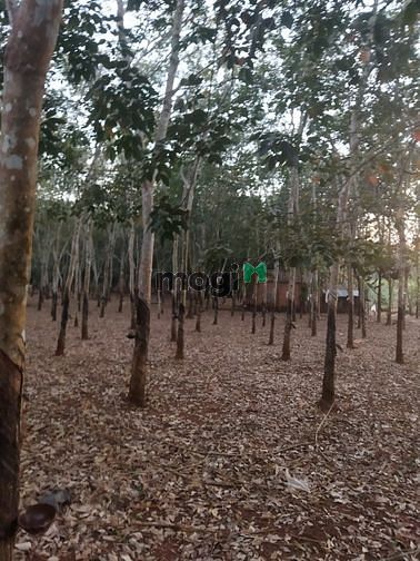 Hình ảnh Bán 8 Sào Đất Phước An Hớn Quản Bình Phước