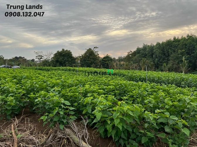Hình ảnh Bán 1000 m2 đất Xuân Sơn, Châu Đức, BRVT giá 1.3 tỷ