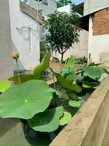 Hình ảnh Bán Lô Đất Nguyễn Ngọc Nhụt Tân Phú 282m2 HXH Giá Bình Tân