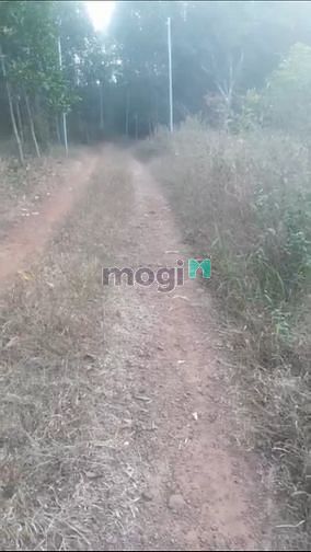 Hình ảnh Bán 1,2ha đất Tân An Vĩnh Cửu Giá rẻ