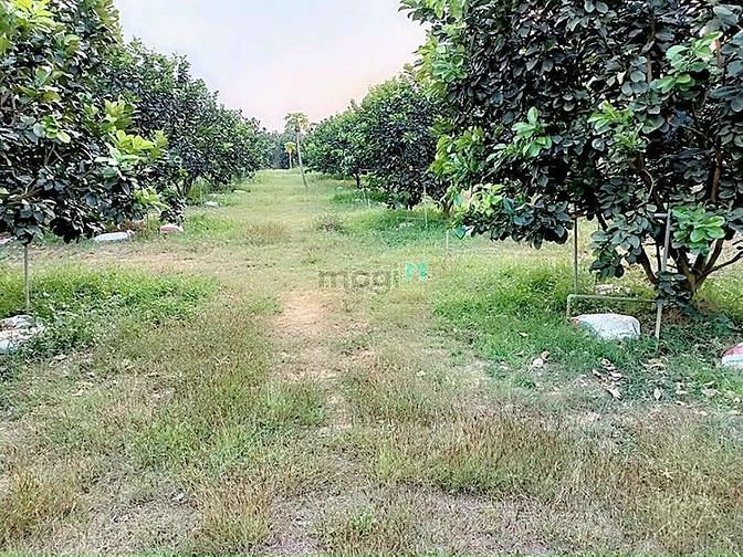 Hình ảnh Đất Vườn Nghỉ Dưỡng Bình Lợi Vĩnh Cửu