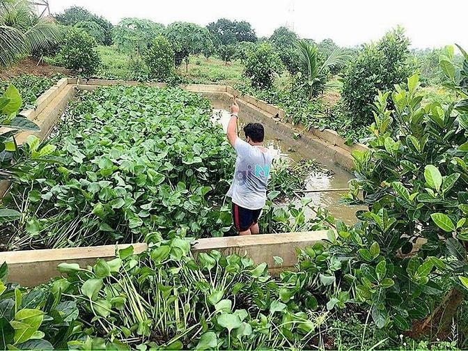 Hình ảnh Đất Vườn Nghỉ Dưỡng Bình Lợi Vĩnh Cửu