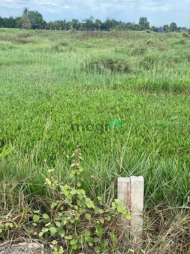 Hình ảnh 1000m² đất trồng cây xã bình mỹ Củ Chi giá 4,4 tỷ